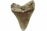 Fossil Megalodon Tooth - North Carolina #219438-1